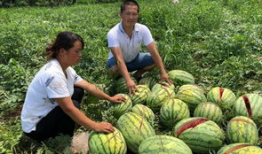 莲塘吃瓜网红事件最新,揭秘网络舆论风暴背后的真相