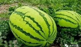 大哪吃瓜网,网络舆论风向标背后的故事