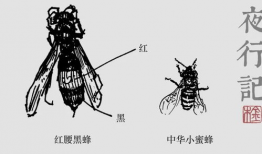 黑蜂漫画,揭秘都市异能世界的奇幻冒险之旅